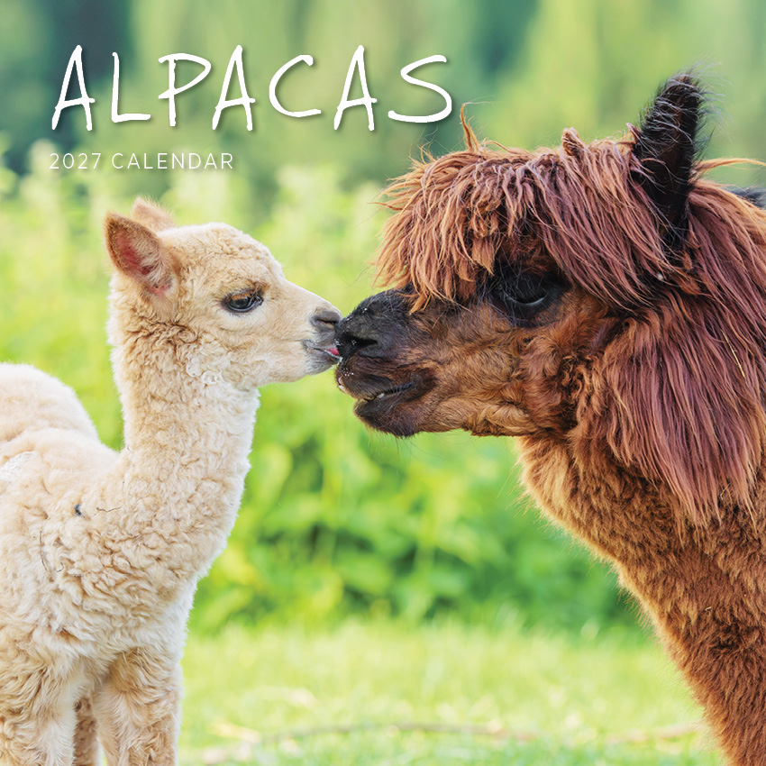 Alpacas Calendar 2027