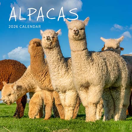 Alpacas 2026 Calendar