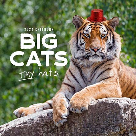 2024 Big Cats Tiny Hats Calendar