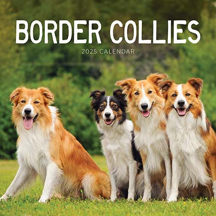 Border Collies 2025 Calendar
