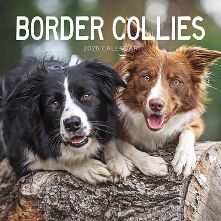 Border Collies 2026 Calendar