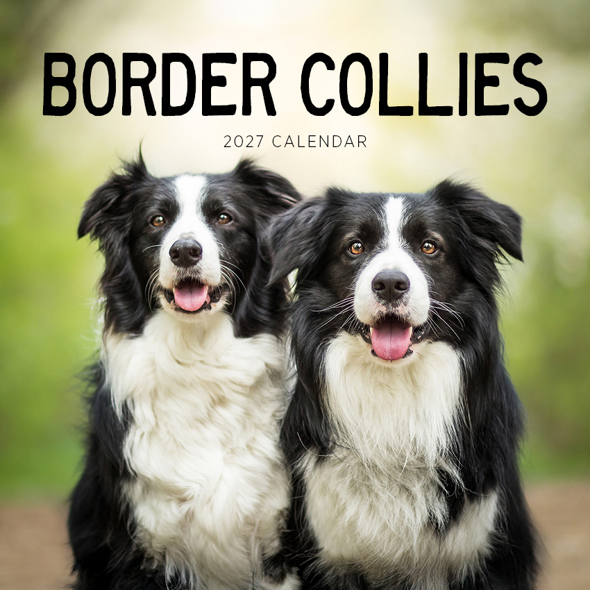 Border Collies Calendar 2027