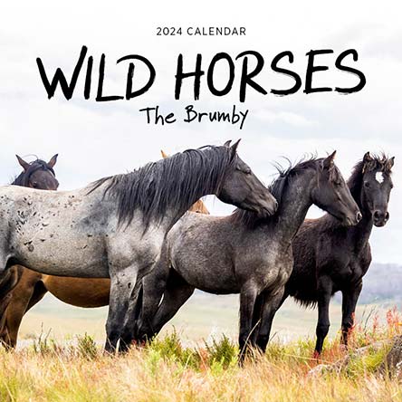 2024 Wild Horses The Brumby Calendar