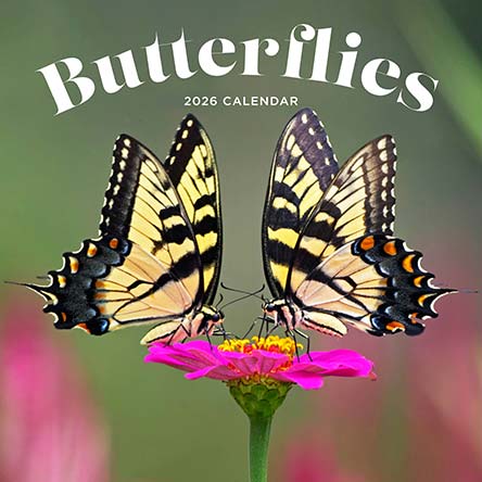 Butterflies 2026 Calendar