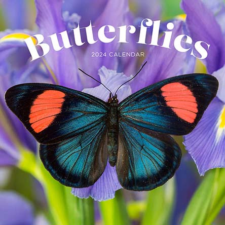 2024 Butterflies Calendar