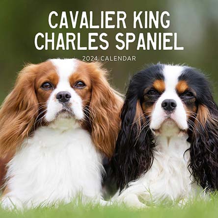 2024 Cavalier King Charles Spaniel Calendar