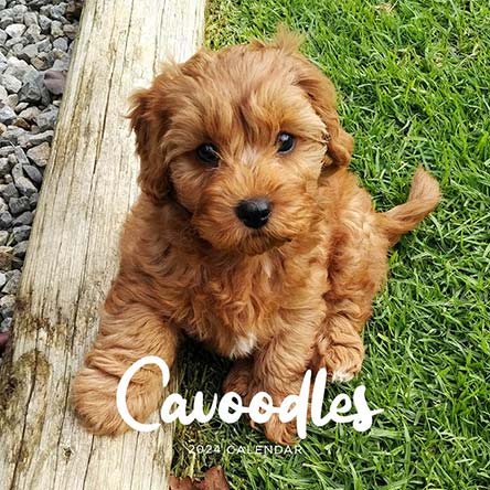 2024 Cavoodle Calendar