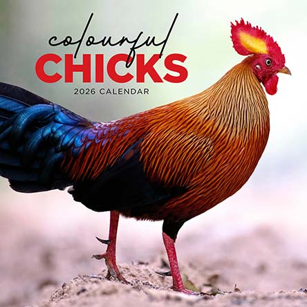 Colourful Chicks 2026 Calendar