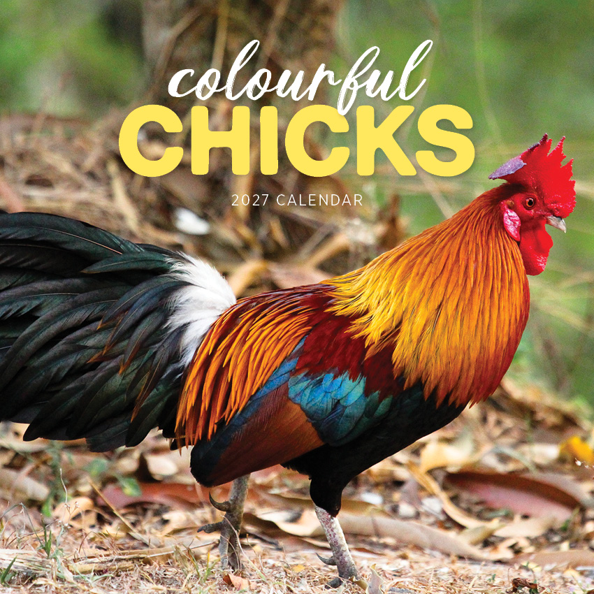 Colourful Chicks Calendar 2027