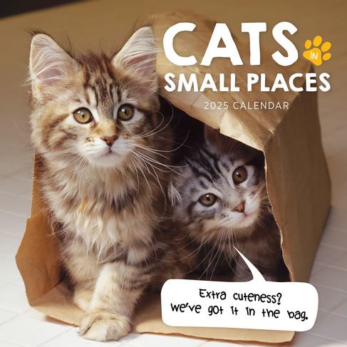 Cats In Small Places 2025 Calendar