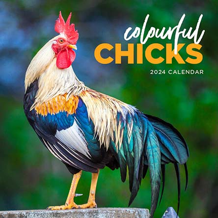 2024 Colourful Chicks Calendar