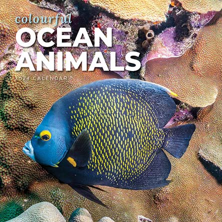 2024 Colourful Ocean Animals Calendar