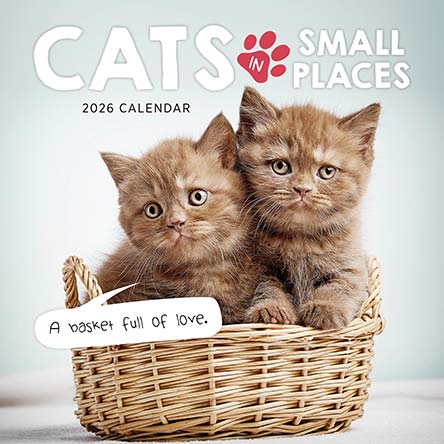 Cats In Small Places 2026 Calendar