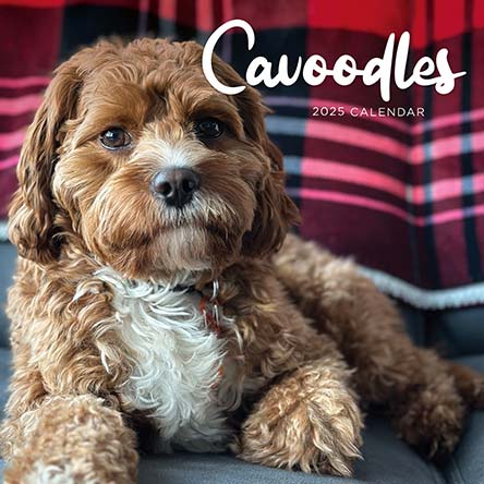 Cavoodle 2025 Calendar
