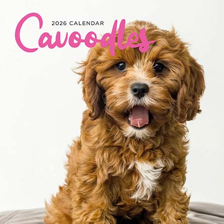 Cavoodles 2026 Calendar