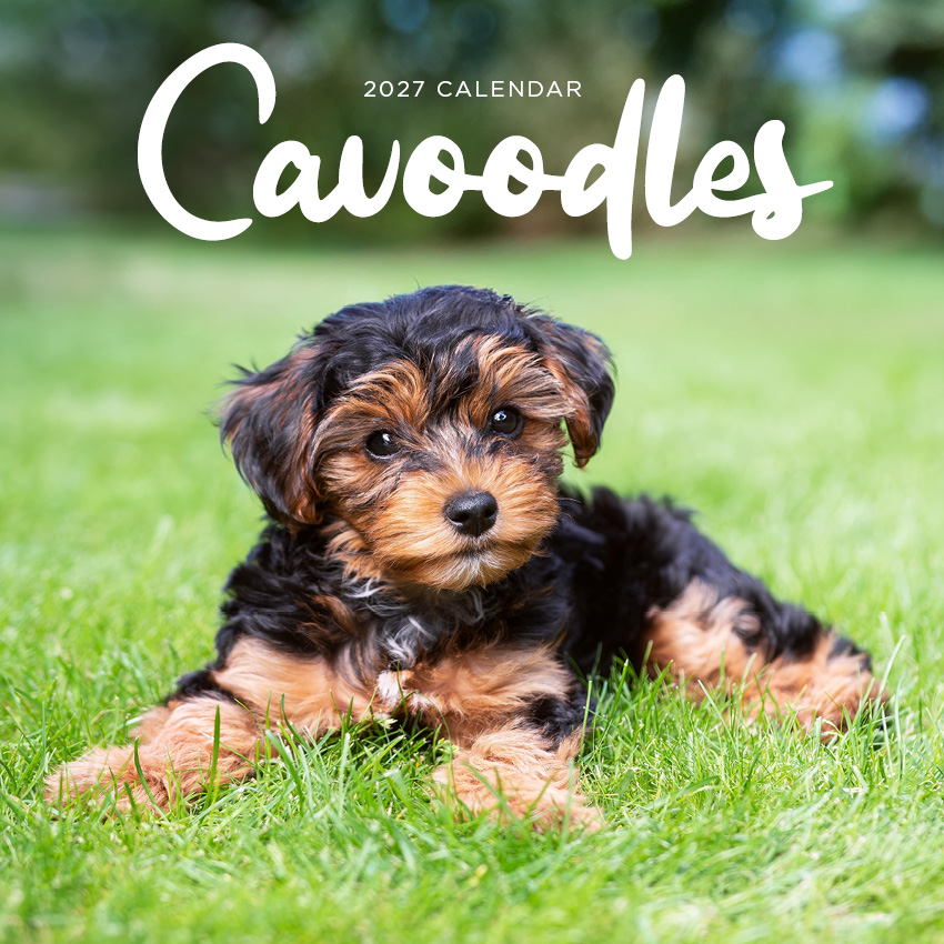 Cavoodle Calendar 2027