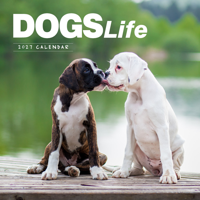 Dogs Life Calendar 2027