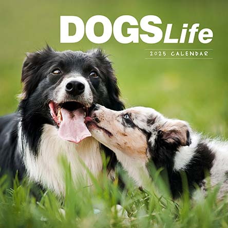 Dogs Life 2025 Calendar