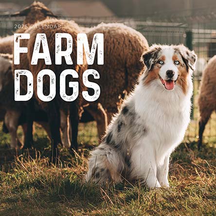 Farm Dogs 2025 Calendar