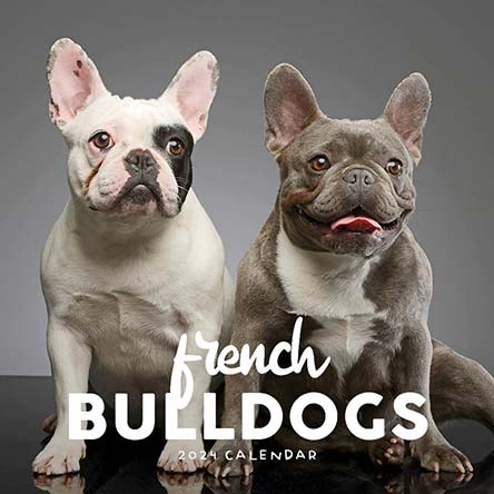2024 French Bulldogs Calendar