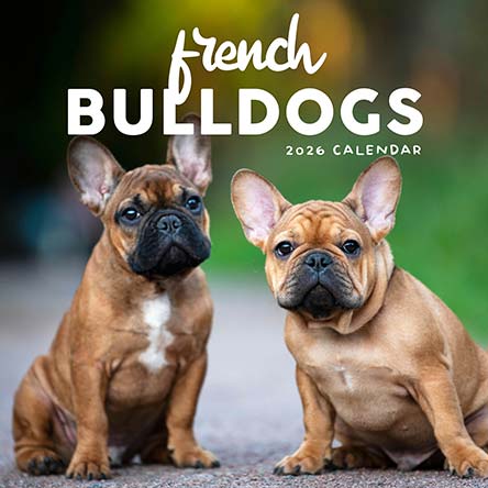 French Bulldogs 2026 Calendar
