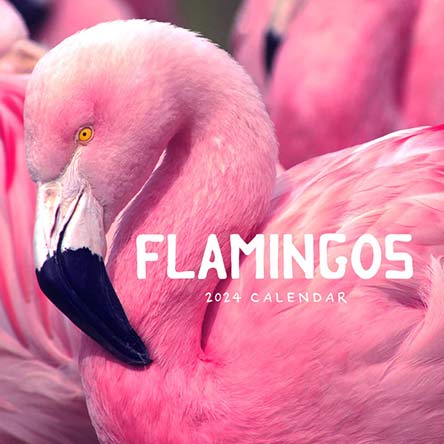 2024 Flamingos Calendar