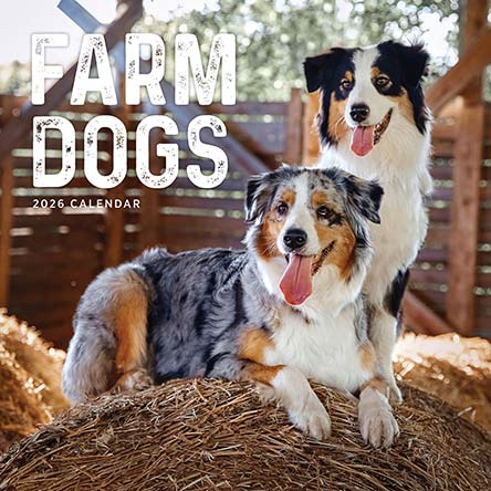 Farm Dogs 2026 Calendar