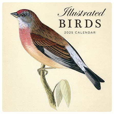 Illustrated Birds 2025 Calendar