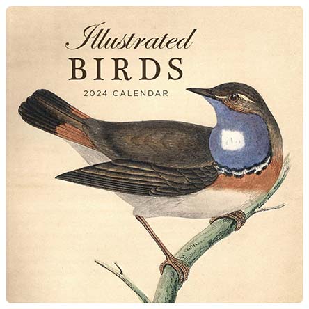 2024 Illustrated Birds Calendar