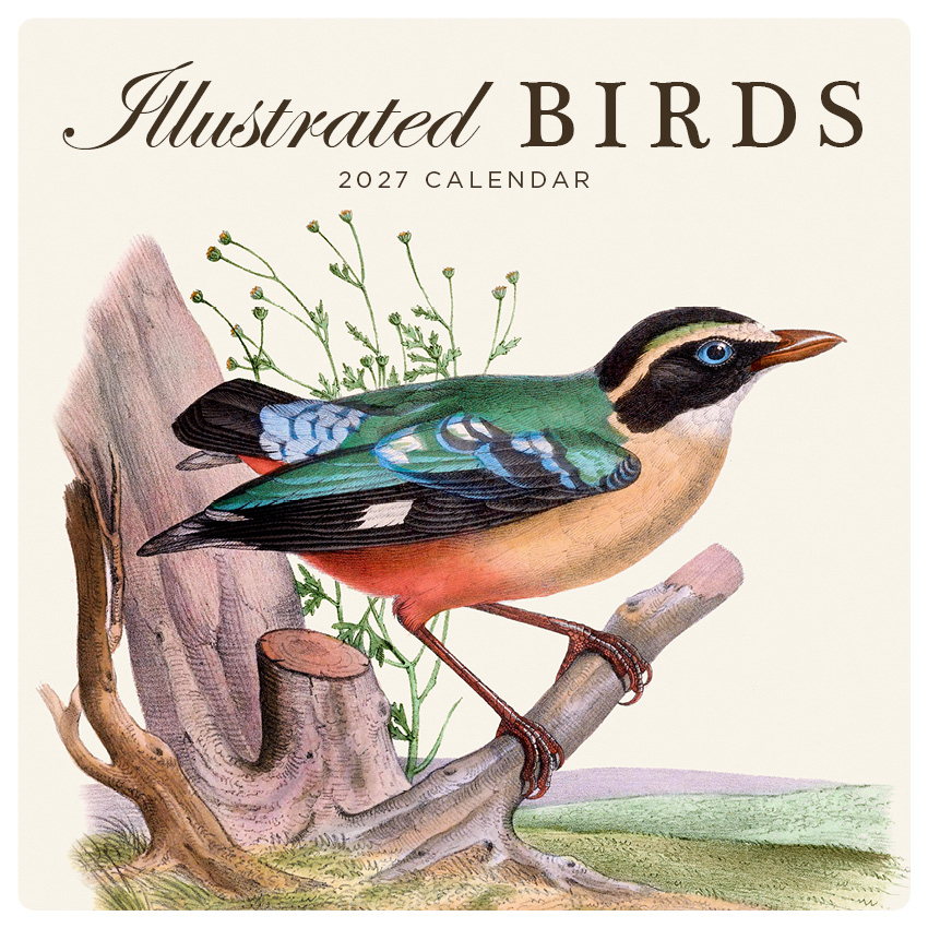 Illustrated Birds Calendar 2027