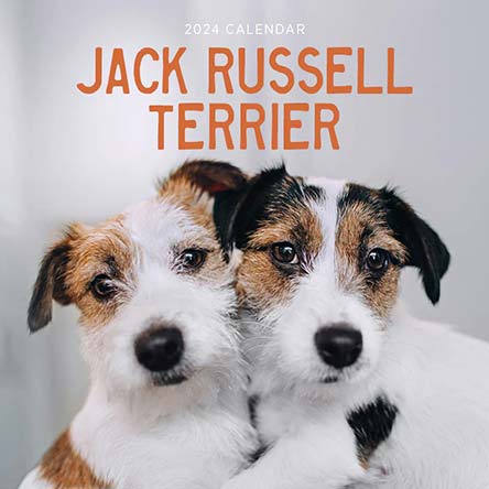 2024 Jack Russell Terrier Calendar