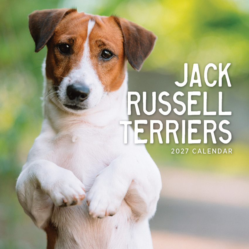 Jack Russell Terrier Calendar 2027
