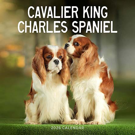 Cavalier King Charles Spaniel 2026 Calendar