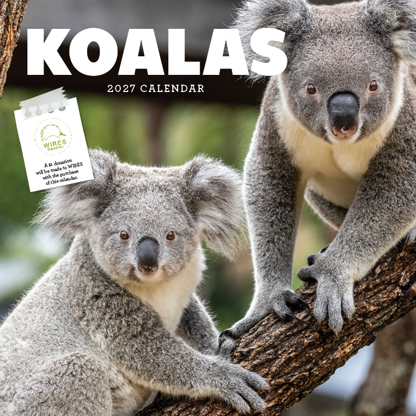 Koalas Calendar 2027