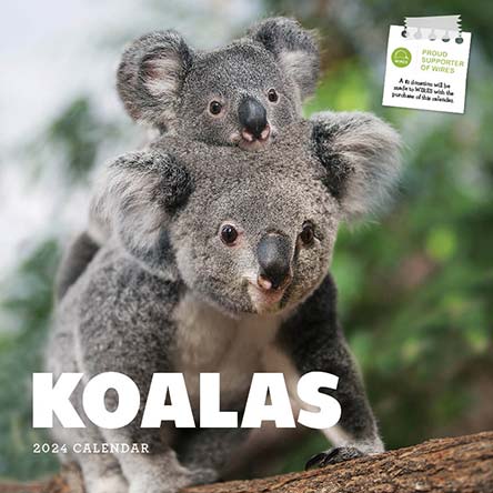 2024 Koalas Calendar