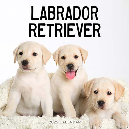 Labrador Retriever 2025 Calendar