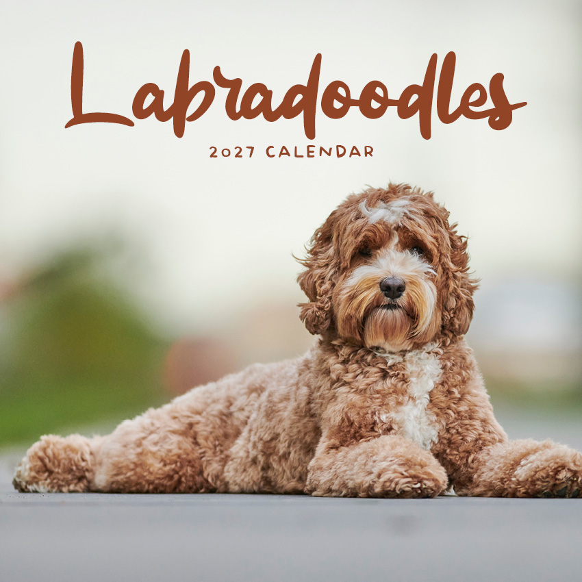 Labradoodles Calendar 2027
