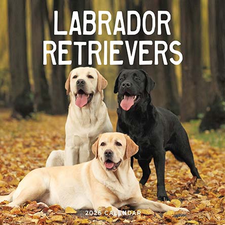 Labrador Retriever 2026 Calendar