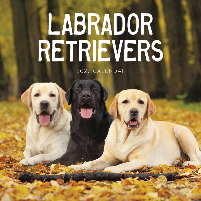 Labrador Retrievers Calendar 2027