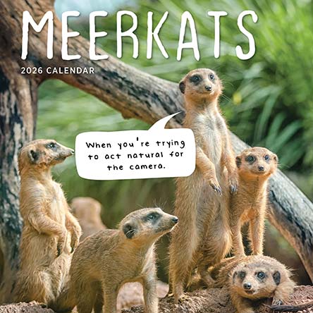 Meerkats 2026 Calendar
