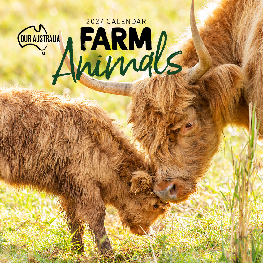 Our Australia Farm Animals Calendar 2027
