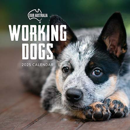 Our Australia Working Dogs 2025 Calendar