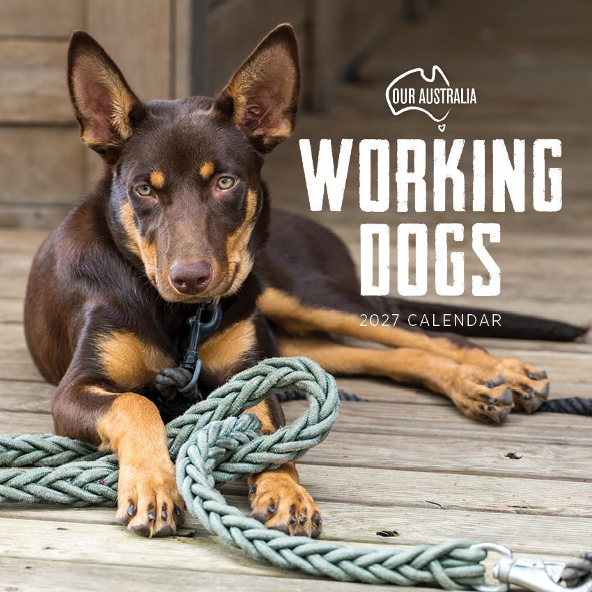 Our Australia Working Dogs Calendar 2027