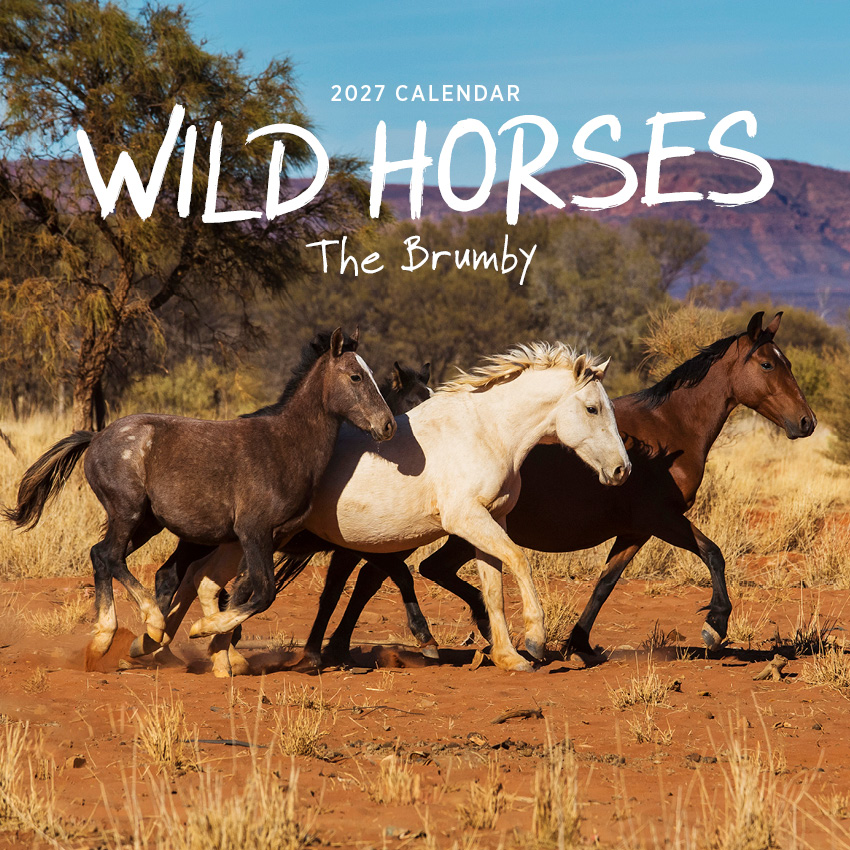 Wild Horses The Brumby Calendar 2027