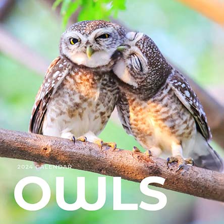 2024 Owls Calendar