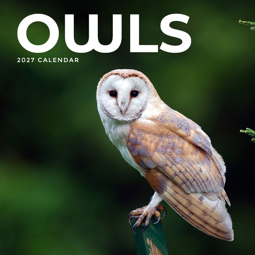 Owls Calendar 2027