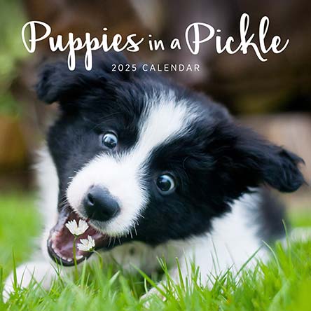 Puppies in a Pickle 2025 Calendar