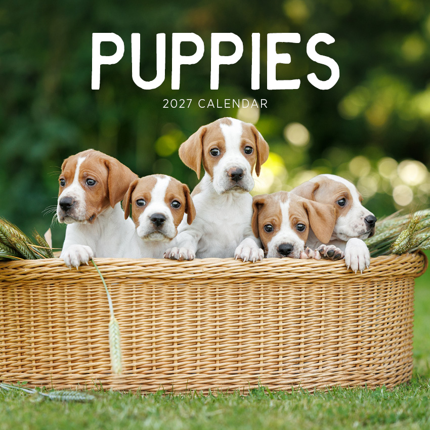 Puppies Calendar 2027