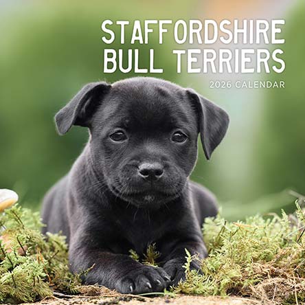 Staffordshire Bull Terriers 2026 Calendar