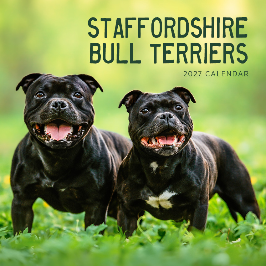 Staffordshire Bull Terriers Calendar 2027